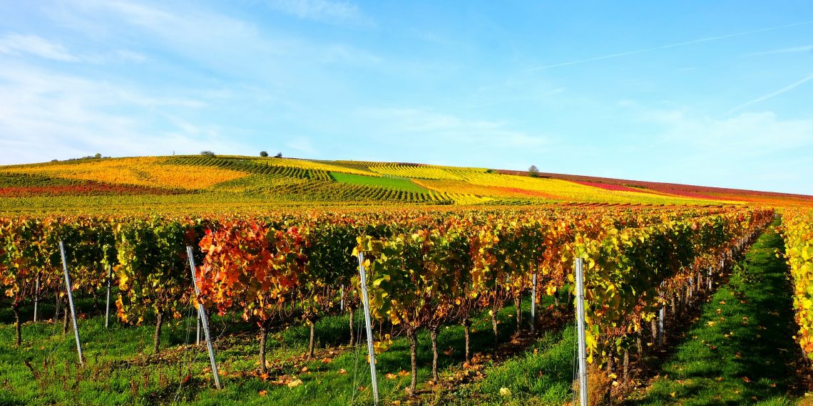 INESC TEC is working on a platform to support the management of climate changes in vineyards