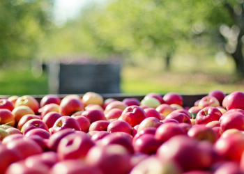 INESC TEC participa em programa de cocriação online para otimização do prazo de validade dos alimentos