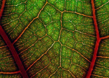 INESC TEC project among the winners of the BIP PROOF