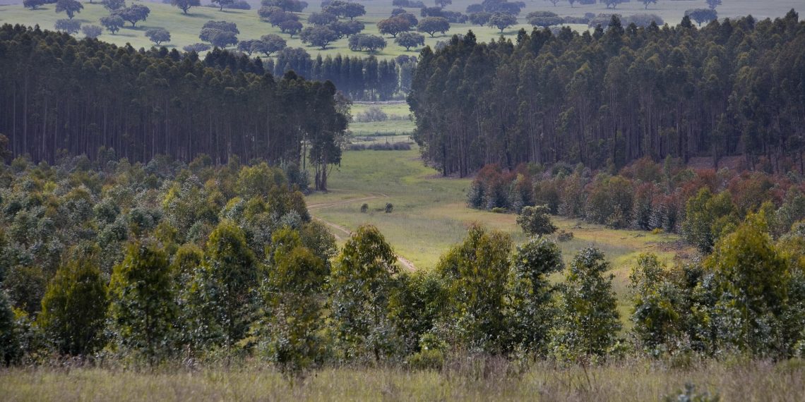 INESC TEC contribui para projeto de valorização da floresta