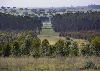 INESC TEC contribui para projeto de valorização da floresta