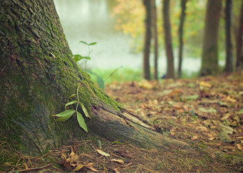 INESC TEC apoia desenvolvimento de plataforma para gestão de fogos rurais