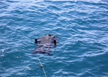 Localizar e recolher redes de pesca com sensores acústicos e veículos autónomos