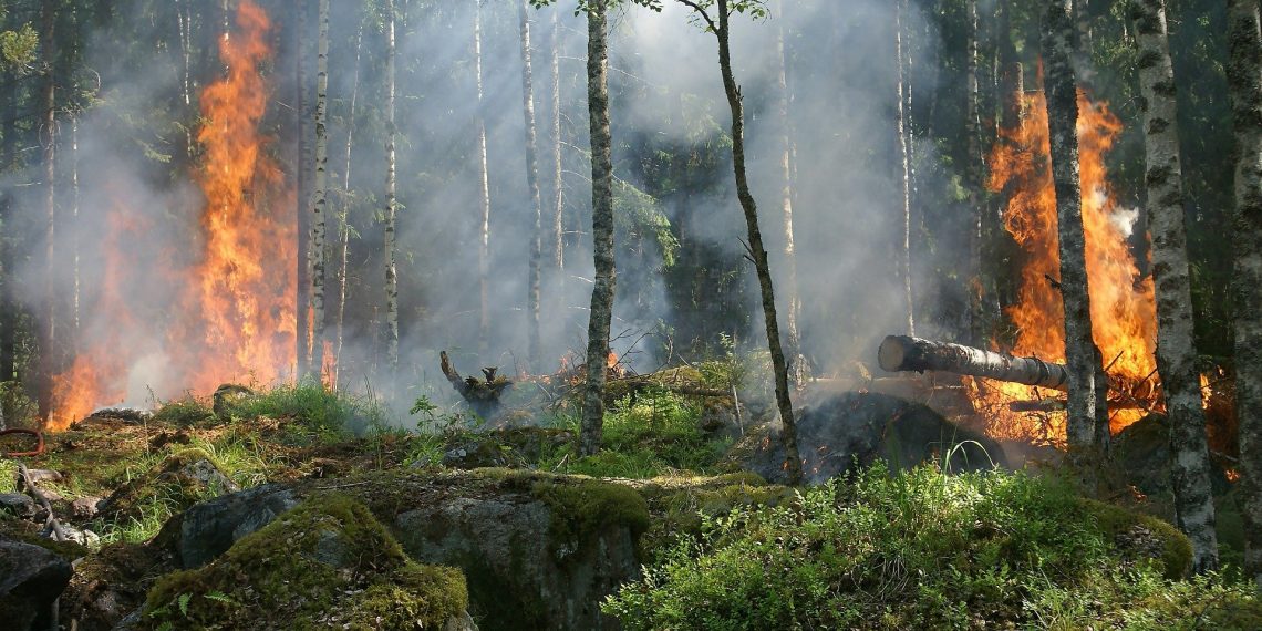 INESC TEC analyses forest fire risk management at European level