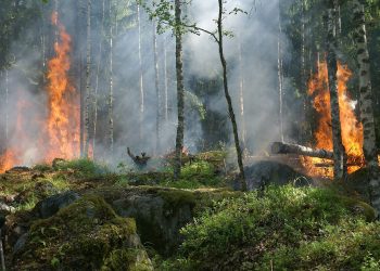 INESC TEC analisa gestão de risco dos incêndios florestais a nível europeu