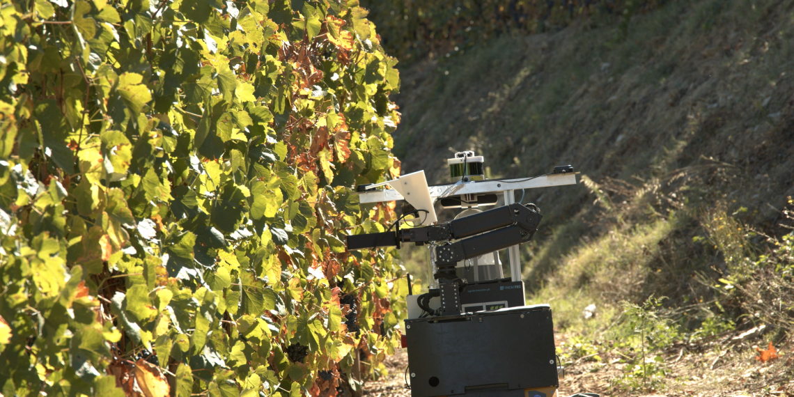 Investigadores do INESC TEC recorrem ao espectro de luz para avaliar o estado de maturação da uva na região do Douro