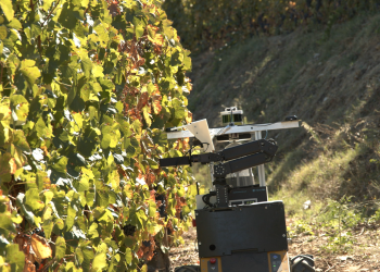 Investigadores do INESC TEC recorrem ao espectro de luz para avaliar o estado de maturação da uva na região do Douro