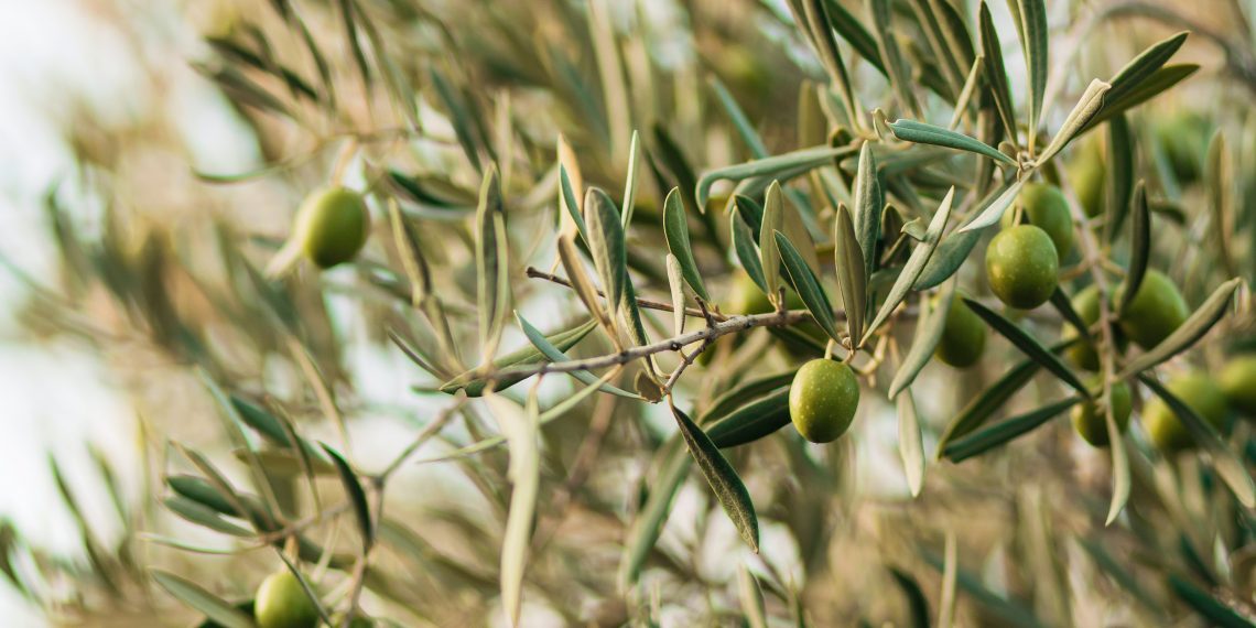 INESC TEC vai desenvolver um sistema inteligente para prevenir doenças e pragas nos olivais