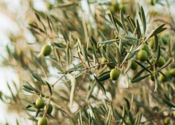 INESC TEC vai desenvolver um sistema inteligente para prevenir doenças e pragas nos olivais