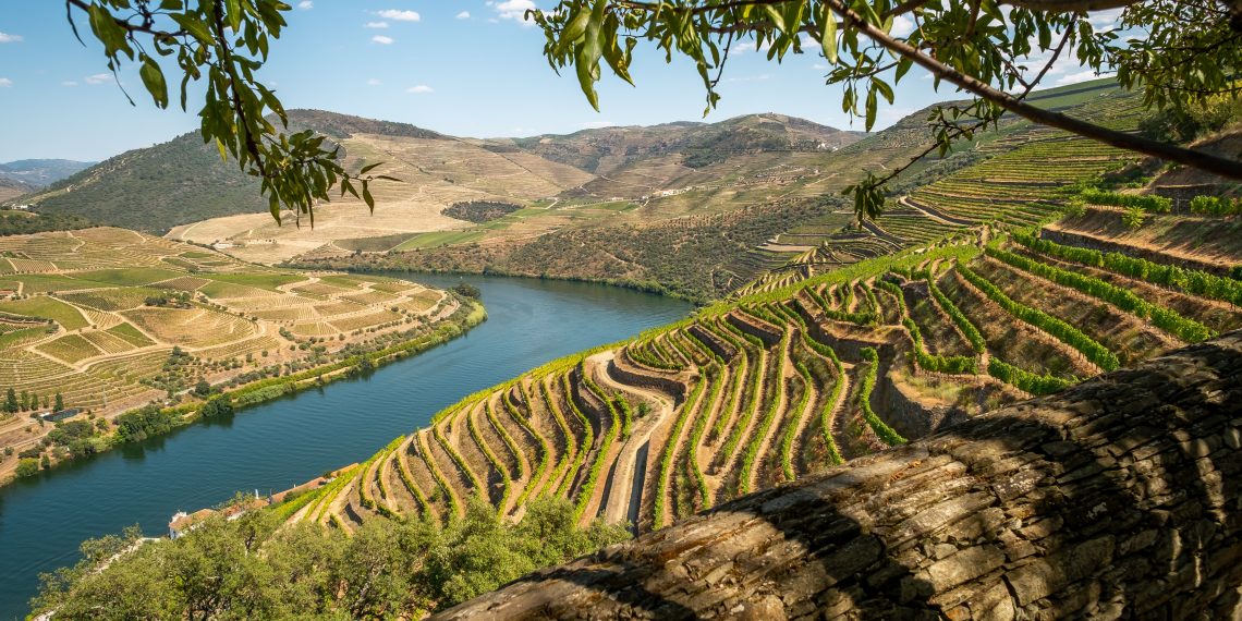 INESC TEC em projeto que apoia viticultores na gestão do impacto das alterações climáticas