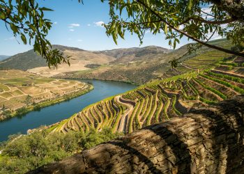 INESC TEC em projeto que apoia viticultores na gestão do impacto das alterações climáticas