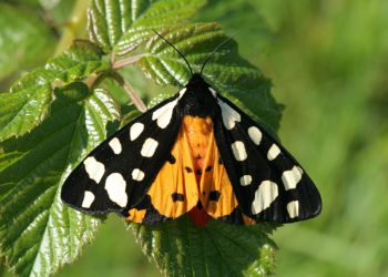 INESC TEC desenvolve ferramenta para identificação de espécies biológicas