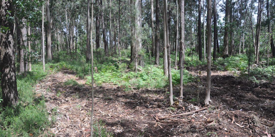 Project will develop an information platform to support the forest economy