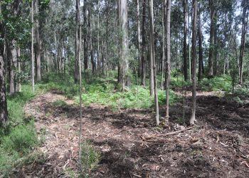 Project will develop an information platform to support the forest economy