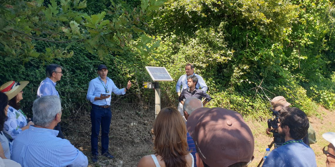 Projeto desenvolve solução para deteção precoce da doença flavescência dourada da vinha