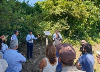 Projeto desenvolve solução para deteção precoce da doença flavescência dourada da vinha