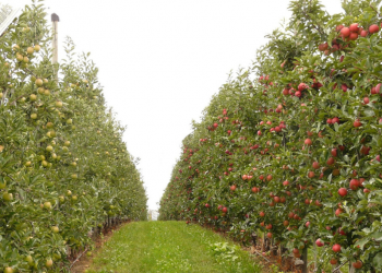 INESC TEC leads monitoring and phenotyping project awarded by the European Union Agency for the Space Programme