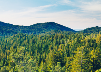 Projeto europeu procura soluções inovadoras para responder a incêndios florestais extremos