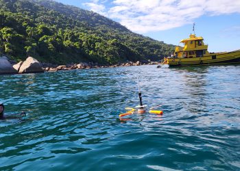 Tecnologia INESC TEC viaja para o Brasil para monitorização de espécie invasora