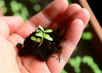 Semear digital: como o INESC TEC pode ajudar a tornar a agricultura mais rentável