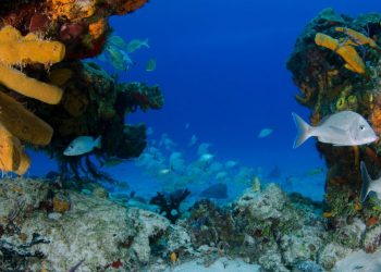 INESC TEC robotics at the service of marine biodiversity