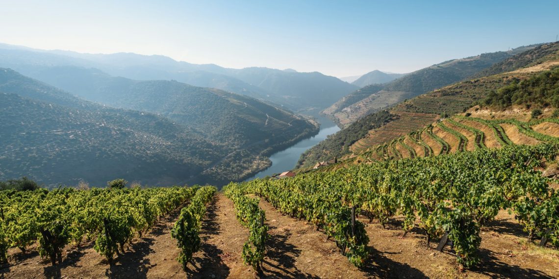 Será que o vinho do Douro que temos à mesa é mesmo do Douro? O INESC TEC tem tecnologia para termos a certeza