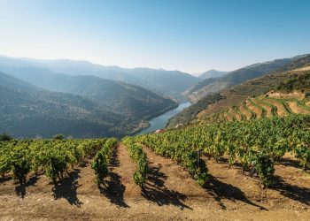 Será que o vinho do Douro que temos à mesa é mesmo do Douro? O INESC TEC tem tecnologia para termos a certeza
