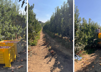 Do pomar à transformação: o CIDERWISE quer reforçar competitividade da fileira da maçã através de modelos digitais