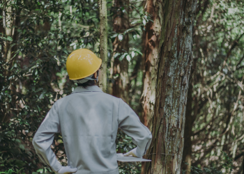 A segurança dos trabalhadores florestais está no radar de um novo projeto – com participação do INESC TEC
