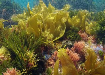 Project to transform macroalgae production recognised with excellence seal by the European Commission