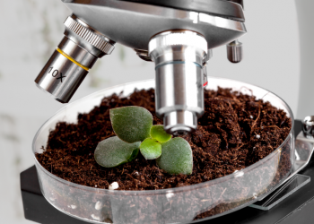 O futuro da viticultura mais resiliente e precisa está a ser trabalhado no REGESMART+, com o contributo do INESC TEC
